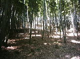 筍を掘る竹林